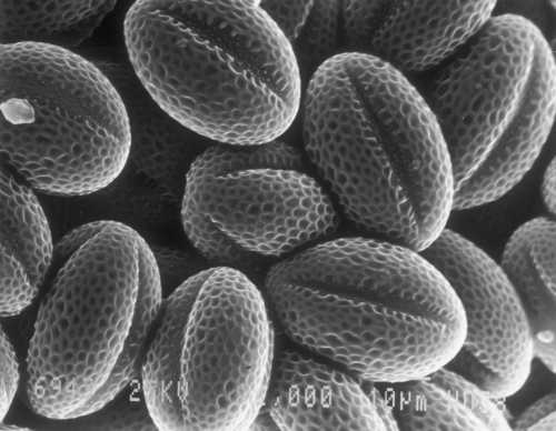 Close-up of white mustard pollen load