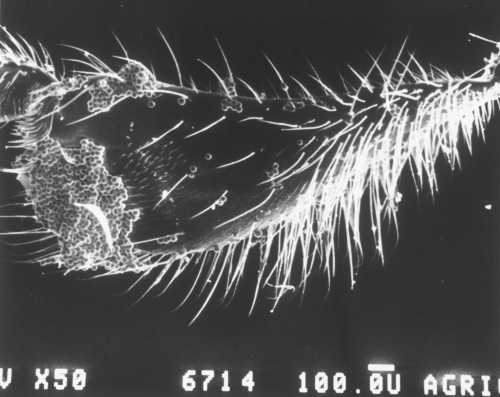 Avocado pollen load on native avocado pollinator