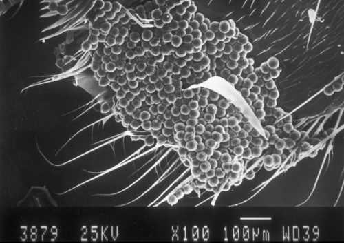 Avocado pollen load on native avocado pollinator