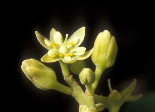 Female floral stage - Reed