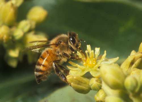 European honey bee visiting a male phase avocado flower