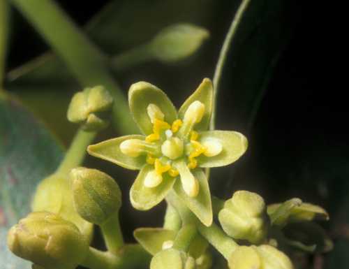 Female phase flower, cv. Reed