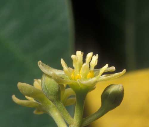 Male phase flower, cv. Reed