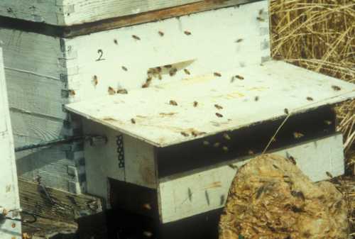 Pollen trap attached to bee hive