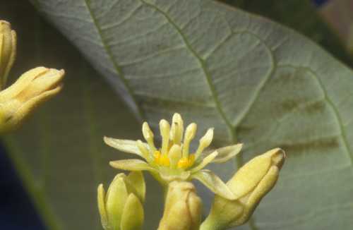 Male flower