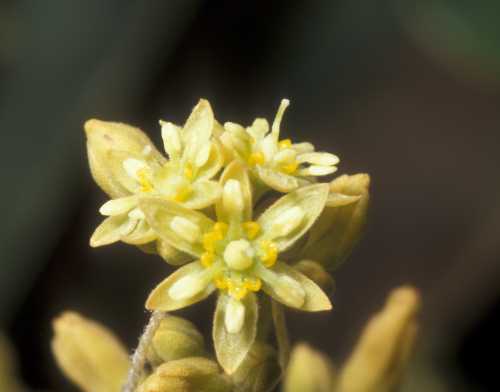 Female flower