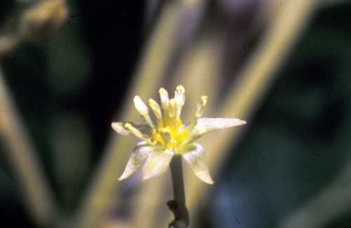 Male flower