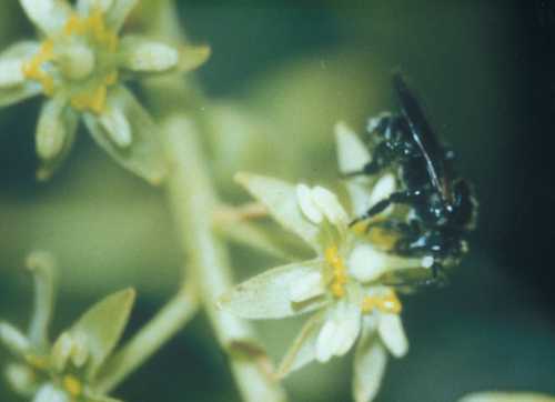 Geotrigona visiting Hass female flower