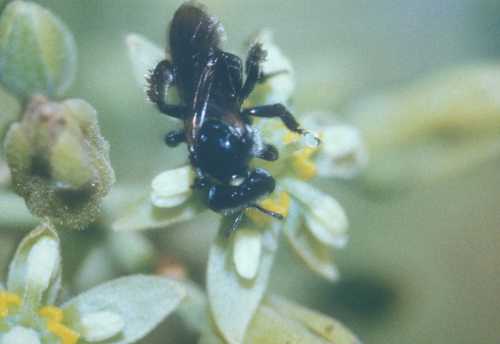 Geotrigona visiting Hass female flower