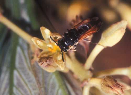 Mexican Honey wasp