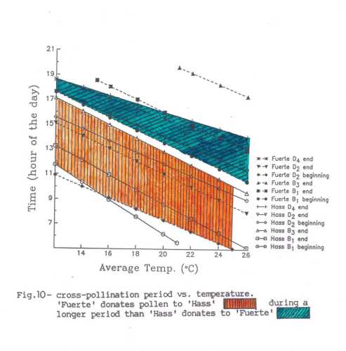 The influence of temperature on the timing of the flowering stages of Hass and Fuerte showing the opportunity for cross pollination