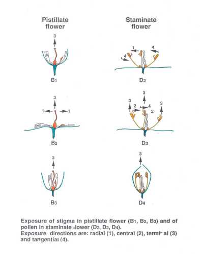 Pistillate (female) and staminate (male) phases of avocado flowers