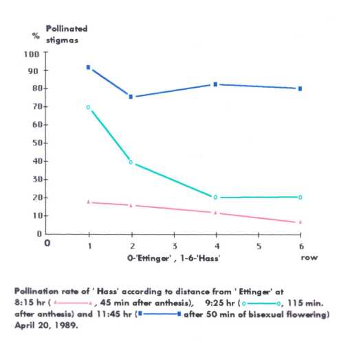 The interaction between the time of day and distance from Ettinger on pollination rates for Hass