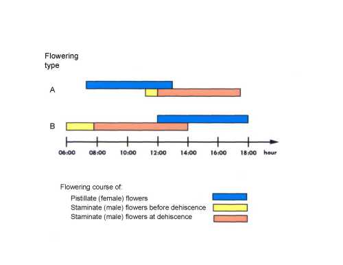 Flowering sequence of A and B avocado flower types