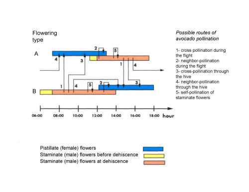 Flowering sequence of A and B avocado flower types and the possible routes for avocado pollination