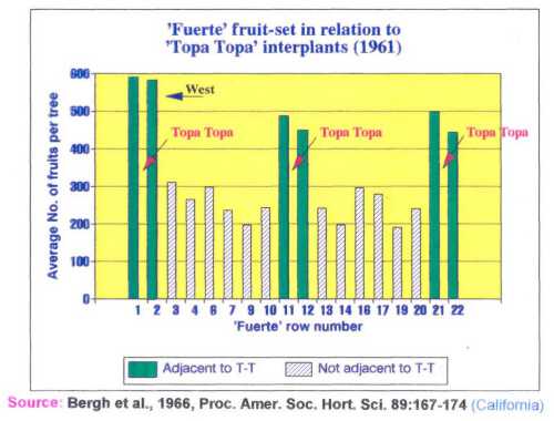 The influence of distance and pollinizer on Fuerte fruit set