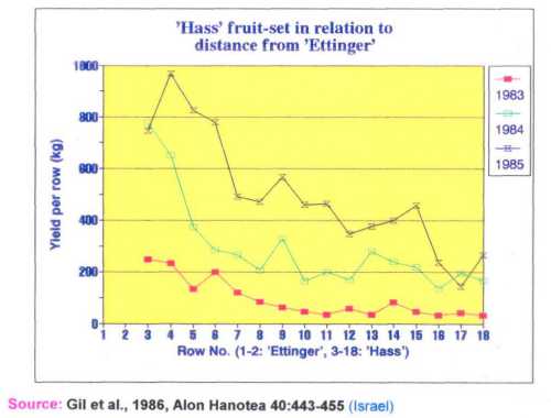 The influence of distance and pollinizer on Hass fruit set