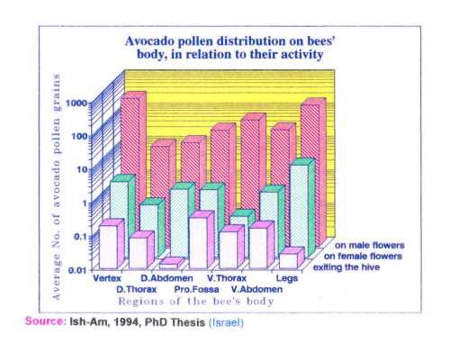 The relationship between the portion of the European honey bees body and floral stage on the distribution of avocado pollen on its body