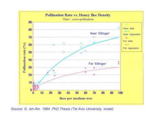 The relationship between cross-pollination rate and European honey bee density for Hass by Ettinger and distance from the pollinizer