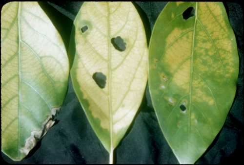 Regreening of avocado leaves after treatment with iron chelate