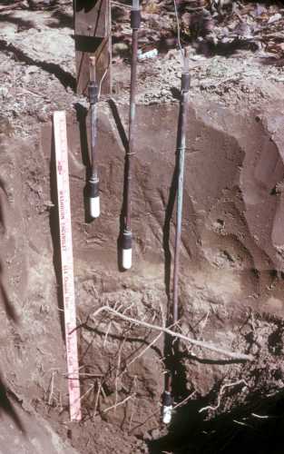 Soil Profiles in avocado root rot soil