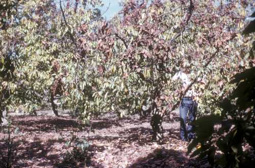 Soil Profiles in avocado root rot soil