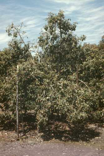 Avocado Root Rot (Phytophthora cinnamomi); visual symptoms