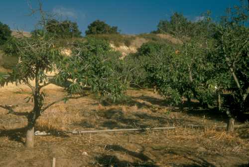 Avocado Root Rot (Phytophthora cinnamomi); visual symptoms