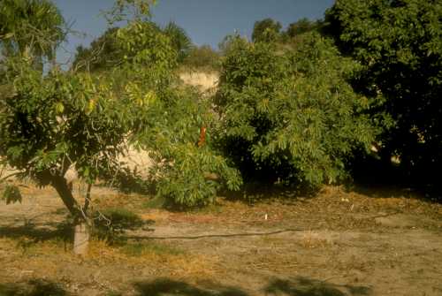 Avocado Root Rot (Phytophthora cinnamomi); visual symptoms