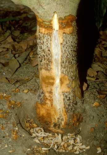 Collar Rot (Phytophthora citricola)  wood staining of Tree 1