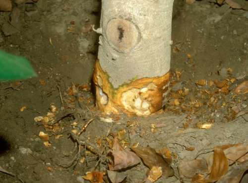 Collar Rot (Phytophthora citricola)