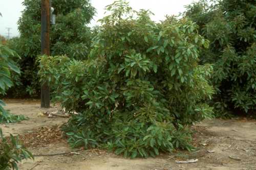 Collar Rot (Phytophthora citricola)  tree appearance of Tree 1