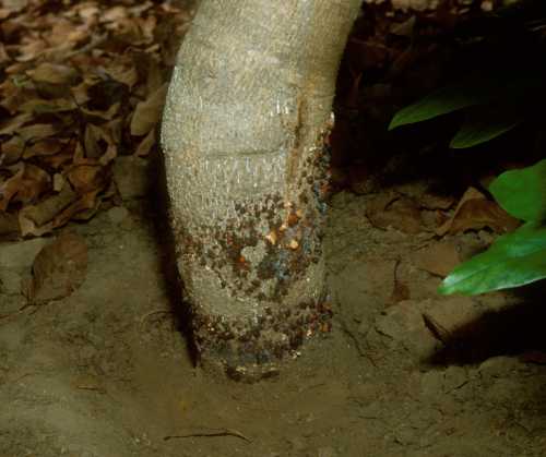 Collar Rot (Phytophthora citricola)  external symptoms of Tree 4