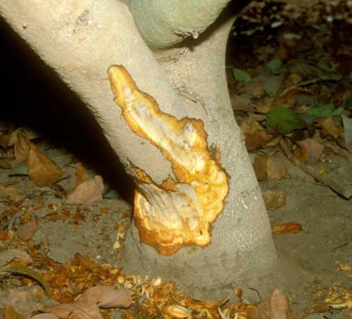 Collar Rot (Phytophthora citricola)  internal staining on Tree 2