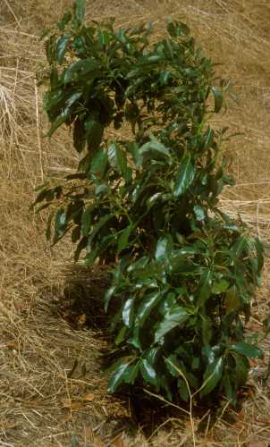 False chinch bug  tree condition