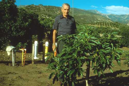 Evaluating avocado rootstock trial