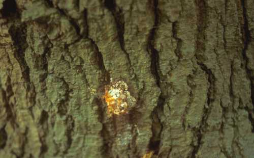 Collar rot (Phytophthora citricola)  external symptoms