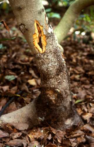 Collar rot (Phytophthora citricola)  external symptoms and wood staining