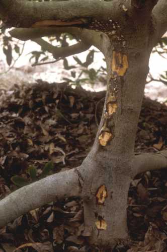 Collar rot (Phytophthora citricola)  external symptoms and wood staining