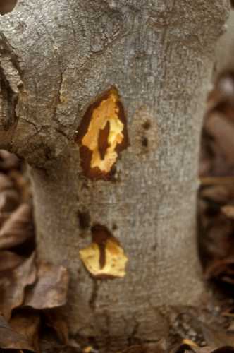 Collar rot (Phytophthora citricola)  external symptoms and wood staining