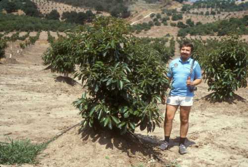 Phytophthora cinnamomi (avocado root rot) replant trial