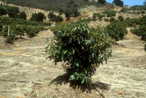 Phytophthora cinnamomi (avocado root rot) replant trial