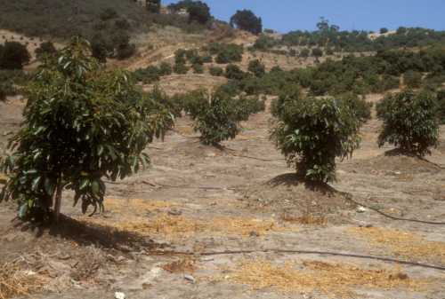 Phytophthora cinnamomi (avocado root rot) replant trial