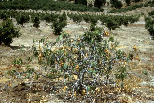 Phytophthora cinnamomi (avocado root rot) replant trial