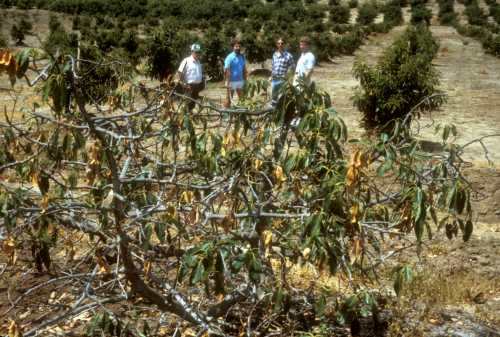 Phytophthora cinnamomi (avocado root rot) replant trial