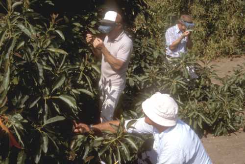 Greenhouse Thrips