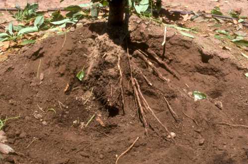 Phytophthora cinnamomi (avocado root rot) replant trial