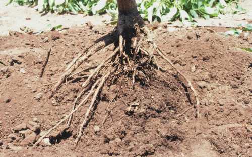 Phytophthora cinnamomi (avocado root rot) replant trial