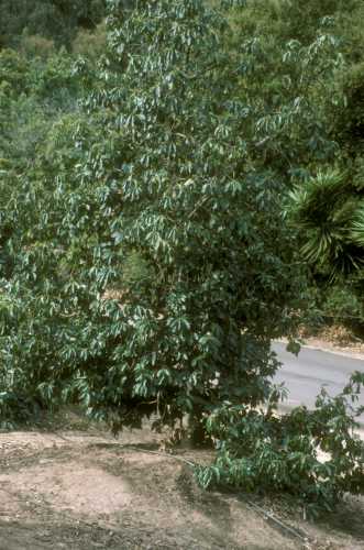 Phytophthora cinnamomi (avocado root rot) replant trial