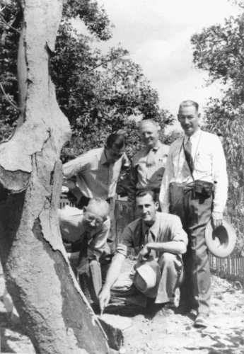 Representatives from California at base of parent Fuerte avocado tree